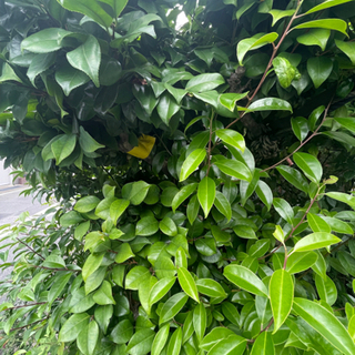 お庭に関わる業務です。剪定伐採・砂利敷きなど　外で働く事が好きな方！の画像