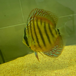 ディスカス　熱帯魚