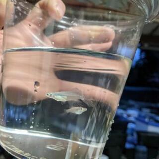 黒みゆきヒカリヒレ長、サバの極み半だるま650円など
