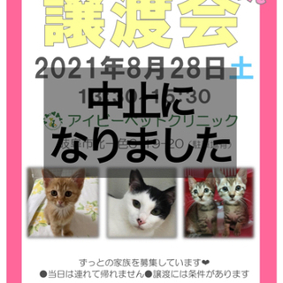 ✳︎✳︎にゃんにゃん譲渡会✳︎✳︎