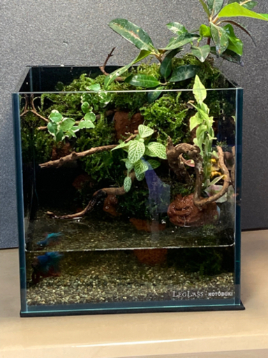 ☆杜のメダカ☆★メダカ飼育にオススメコケリウム・テラリウム完成品★20センチ水槽