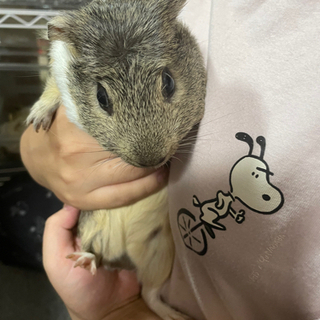 モルモットの男の子(クレステッド)