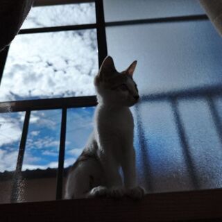 里親様が決まりました。ありがとうございました。