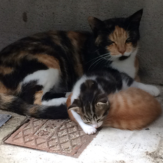 猫活ボランティアさん募集！