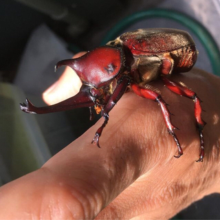 大型レッドアイレッドボディカブト幼虫