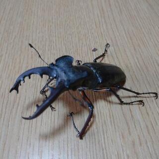 ミヤマクワガタ・アカアシクワガタ♂セット