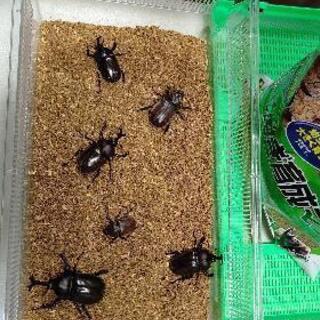カブトムシ・クワガタ