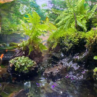 アクアテラリュウム教室の画像