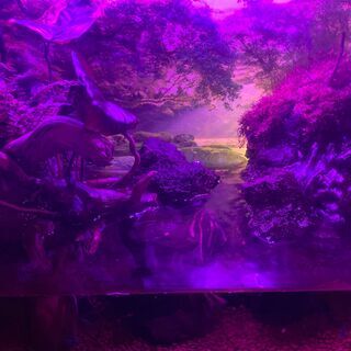 アクアテラリュウム教室の画像