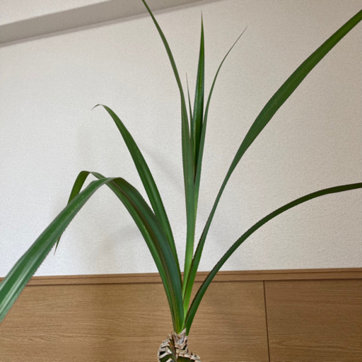 観葉植物　パンダヌス(タコの木) 鉢カバー付き