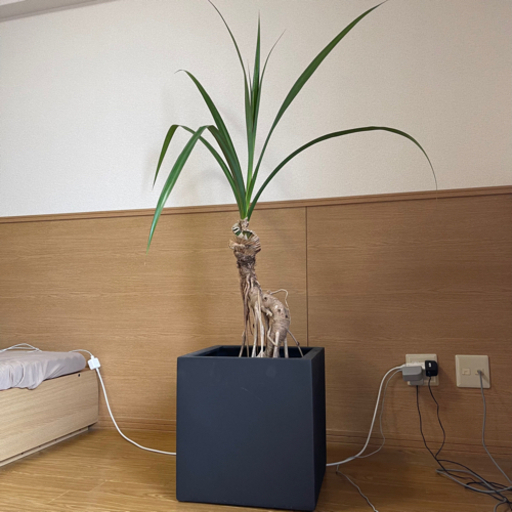 観葉植物　パンダヌス(タコの木) 鉢カバー付き