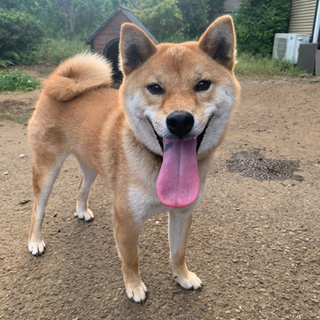 柴犬のオス