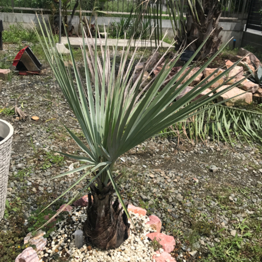 ブラヘアアルマータ