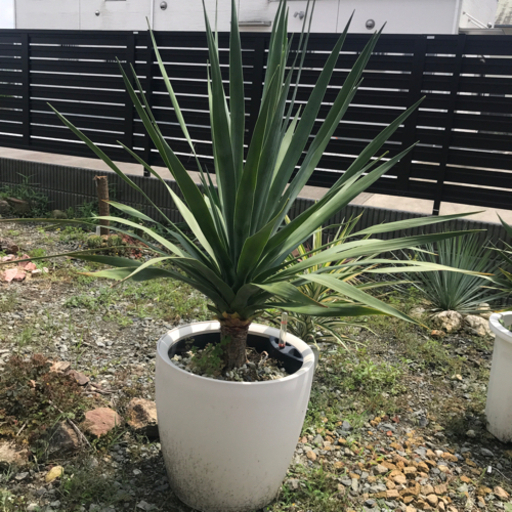 ドラセナ　ドラコ