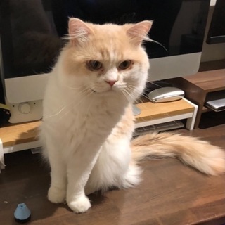 長足　マンチカン