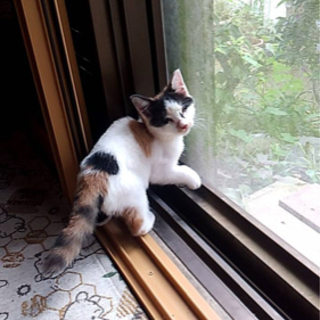 全盲の子猫ちゃんを助けて下さい。凄く可愛い子です。幸せになって欲...