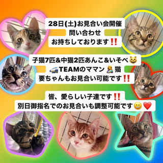 28日(土)保護猫お見合い会開催‼️