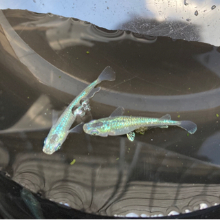 緑光メダカ　１匹500円の画像