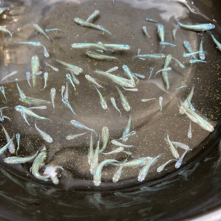 緑光メダカ　１匹500円の画像