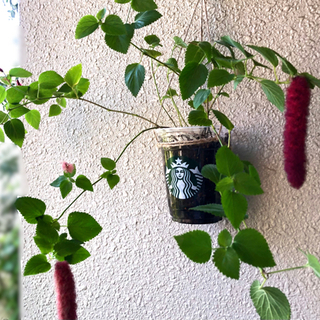 【本日手渡し限定】キャットテール（アカリファ）株分け苗　観葉植物