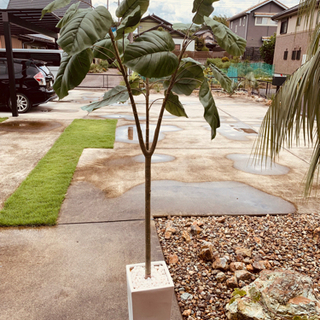 人工観葉植物の画像