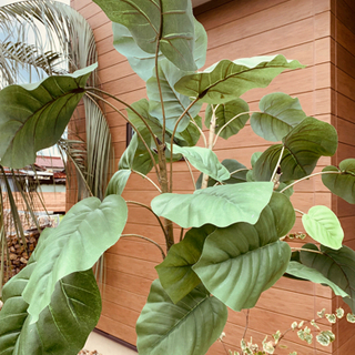 人工観葉植物の画像