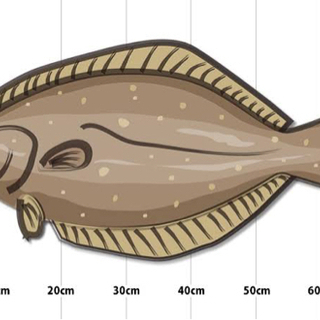 ヒラメ マゴチ 釣り  フラットフィッシュ