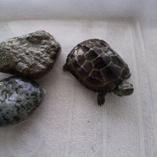 クサガメの赤ちゃん
