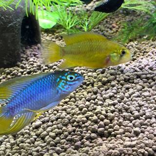 【熱帯魚】アピスト ボレリー オパール 雌のみ 1名5匹までの画像