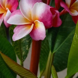 八王子　フラダンスNEWメンバー募集の画像