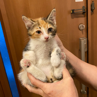 子猫　三毛猫メス　1〜2ヶ月