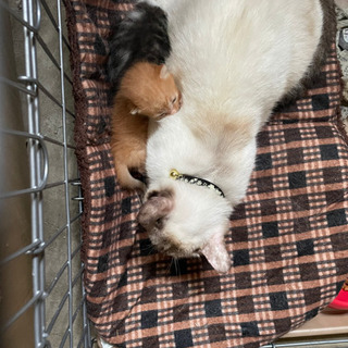 親子の猫の家族募集中です！