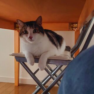 猫を探しています