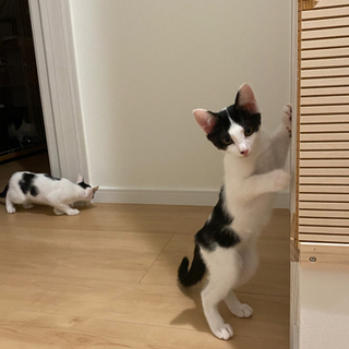 生後6ヶ月くらいのかわいい子猫