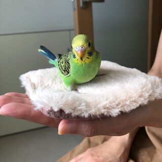 セキセイインコのヒナ（生後約1ヵ月）