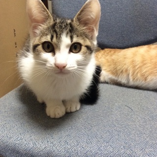 子猫の里親を募集中です