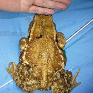 ニホンヒキガエル(アズマヒキガエルの可能性あり) 約15cm