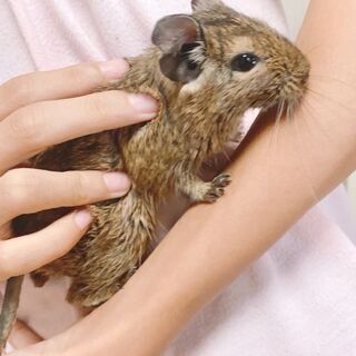 デグー　オス　生後２ヶ月