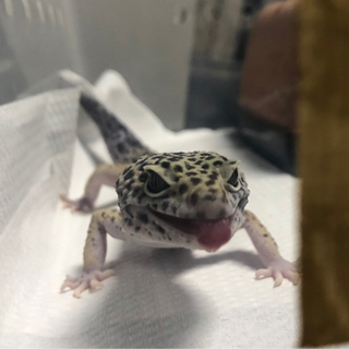 いろいろ生き物好きな方たちと情報交換や交流したいです！