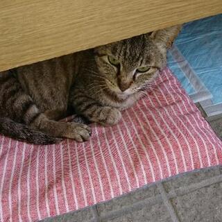 行方不明猫！探してます！キジトラのメス猫