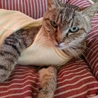 行方不明猫！探してます！キジトラのメス猫 - 渋川市