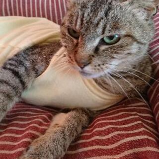 行方不明猫！探してます！キジトラのメス猫 - 手伝って/助けて