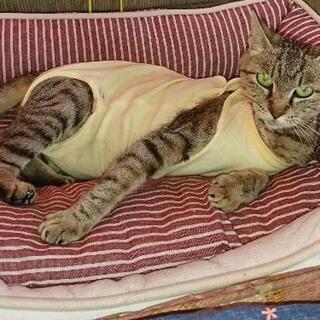 行方不明猫！探してます！キジトラのメス猫 − 群馬県