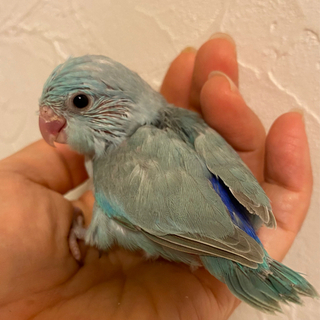 マメルリハインコ・ウロコインコ