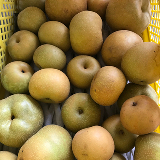 幸水梨　カゴ盛り1000円　ジュース用カゴ盛り３００円　先着10