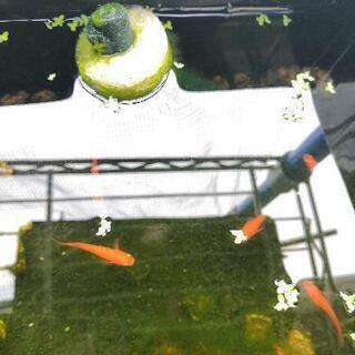 楊貴妃紅帝めだか　