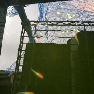 紅白更紗めだか