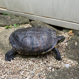 ミドリガメの里親募集します