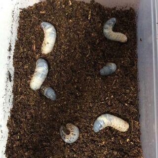 カブトムシの幼虫お譲りします