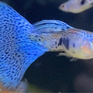 国産ブルーグラス　レッドグラス　激安特価の画像